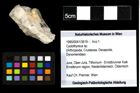 Foto (Objekt + Etiketten) von Cyclothyreus sp. 